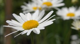 pyrethrum-4284243_1920