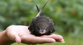 Common_Swift_in_palm-min